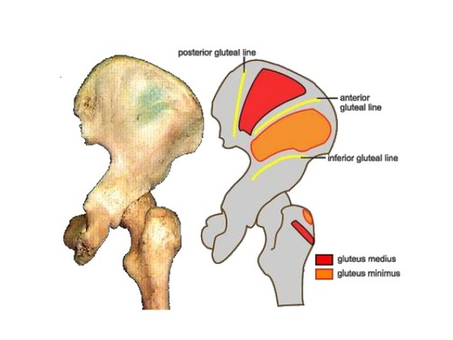<p>ala side of ilium. lines for….</p>