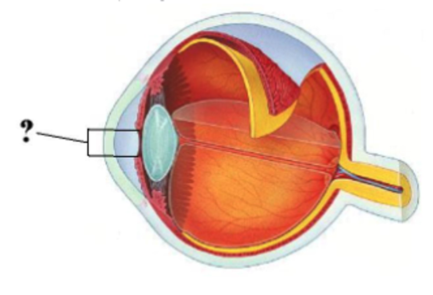 <p>pupil</p>
