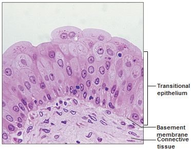 <p>Multiple layers of cells which appear cuboidal when not stretched, but squamous when stretched; found in the urinary organs</p>