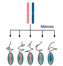<p>Segregation distorters</p>