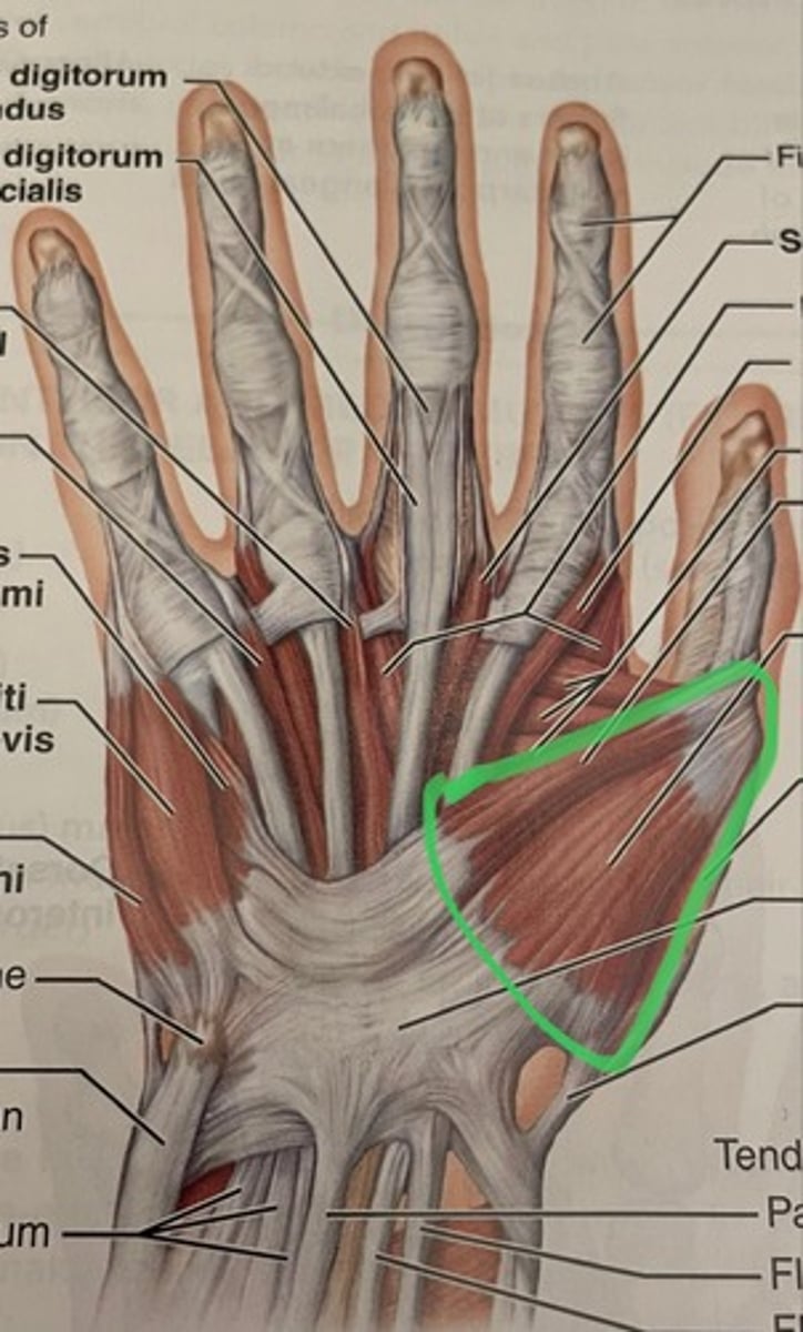 <p>A: flex thumb; adduct thumb</p>