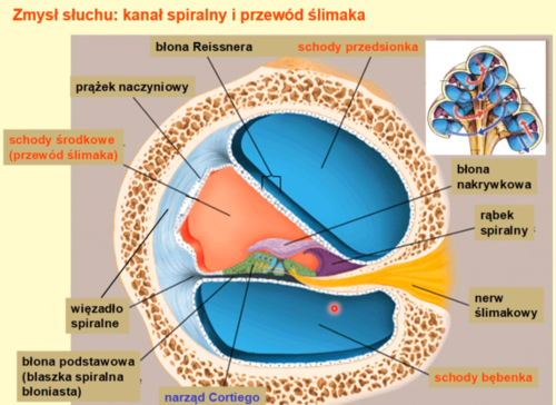<p>błona Reissnera</p>