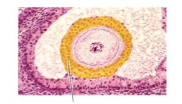 <p><span>Identify the highlighted structure inside the female ovary.</span></p>