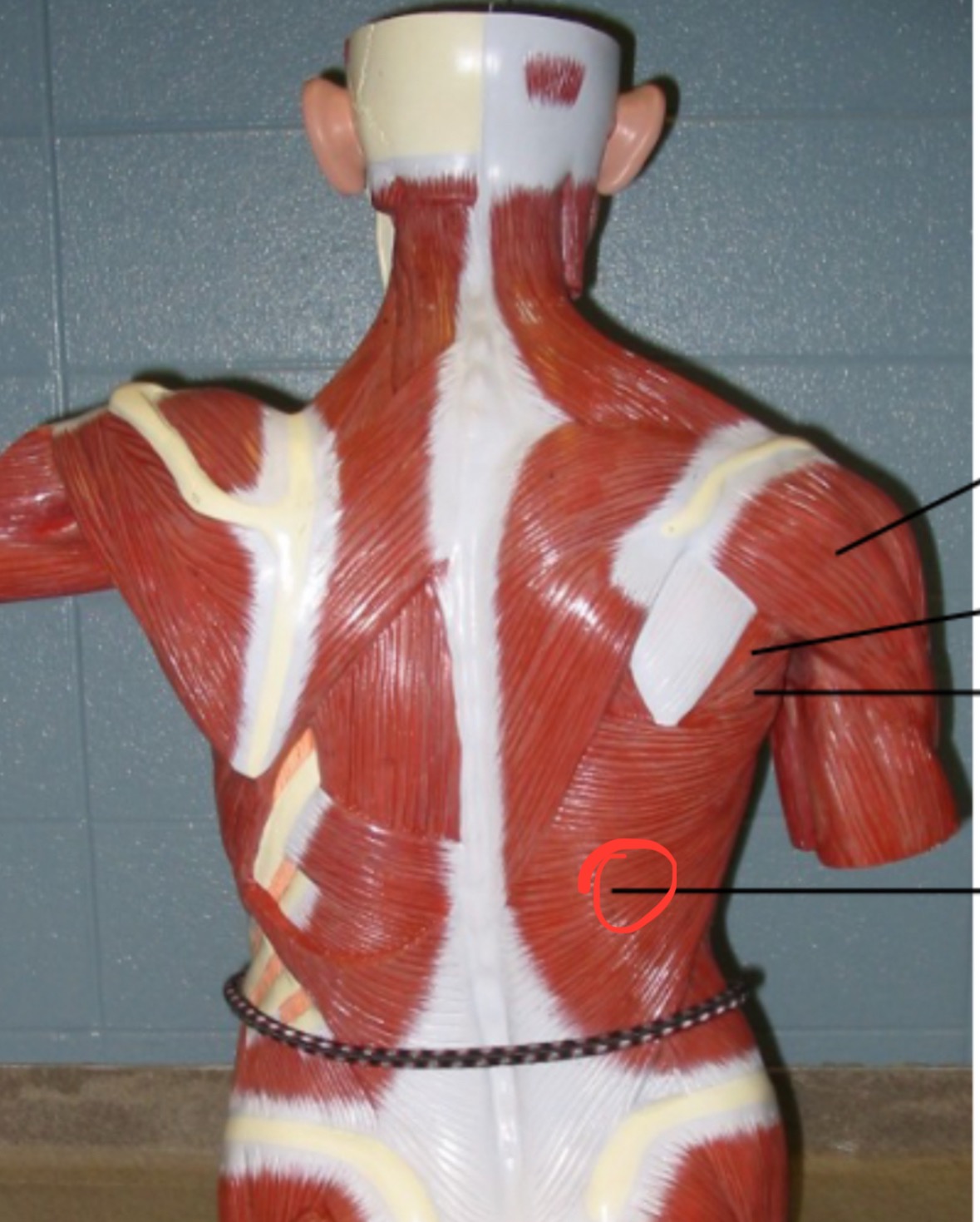 term image
