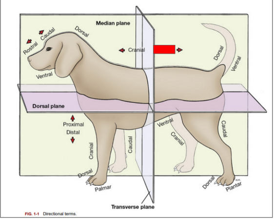 <p>What is the directional term blocked out in red?</p>