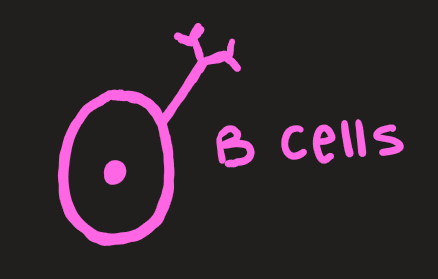 <p>B cells </p>