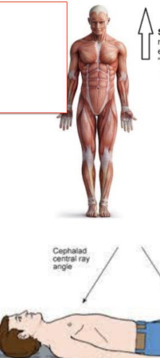 <p>"toward the head end of the body" or "higher/above"</p><p>Cephalad - central ray angle</p>