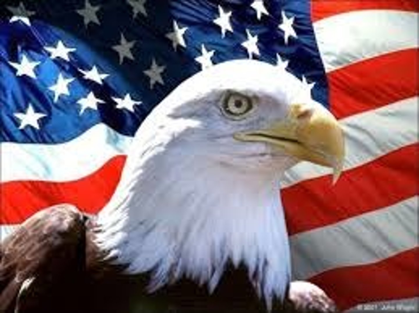 <p>oiseau qui symbolise les États-Unis</p>