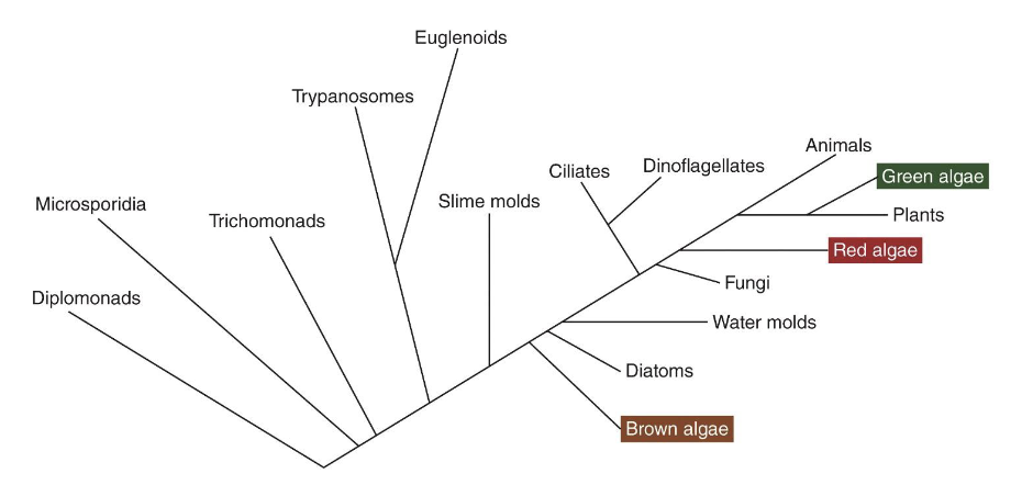 <ul><li><p>The phylogeny of eukaryal microorganisms.</p></li><li><p>Creating phylogenetic trees from <strong><em>small subunit (SSU) rRNA gene sequences</em></strong> is possible (see Chapters 1 and 2).</p></li></ul><p></p>