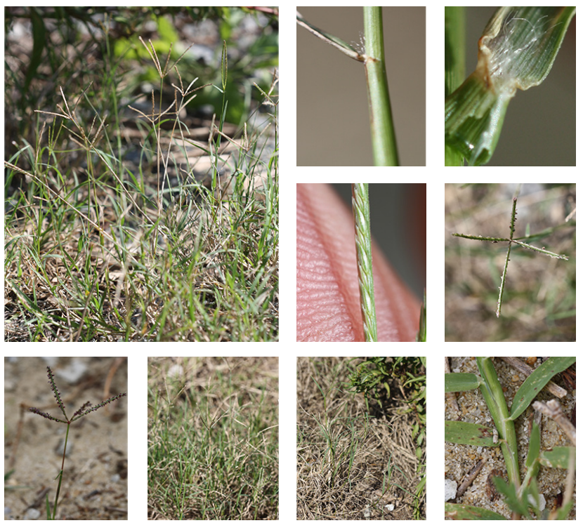 <p>Bermuda grass</p>