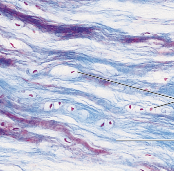 <p>function- tensile strength, absorbs compressive shock&nbsp;</p><p>location- intervertebral discs, pubic symphysis, discs of knee joint&nbsp;</p>
