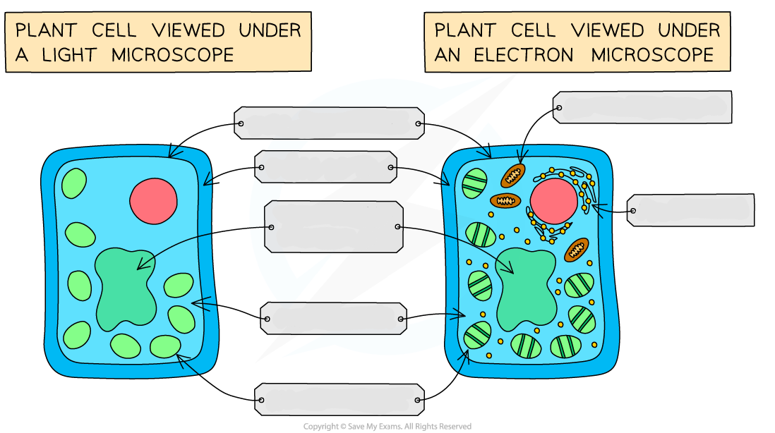 <p>Name the subcellular structures</p>