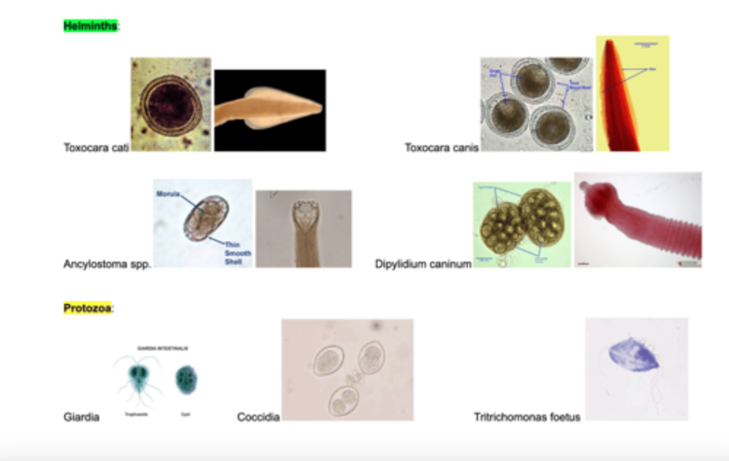 <p>1. helminths (roundworms, hookworms, tapeworms, whipworms)</p><p>2. protozoa (giardia, coccidia, tritrichomonas foetus)</p>