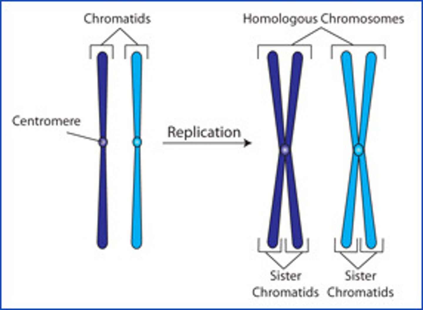 <p>Chromosomes duplicate before dividing in meiosis.</p>