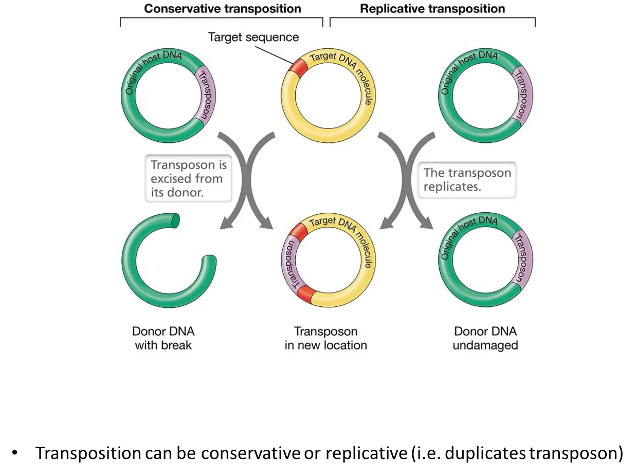 <ul><li><p>in <strong>conservative </strong>transposition, the transposons just get moved to the target DNA</p></li><li><p>in <strong>replicative </strong>transposition, the transposons get copied into the target DNa, and the donor DNA is unchanged</p></li></ul><p></p>