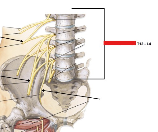 <p>Which plexus of the spinal nerves is:</p><ul><li><p>T12 - L4</p></li></ul><p></p>
