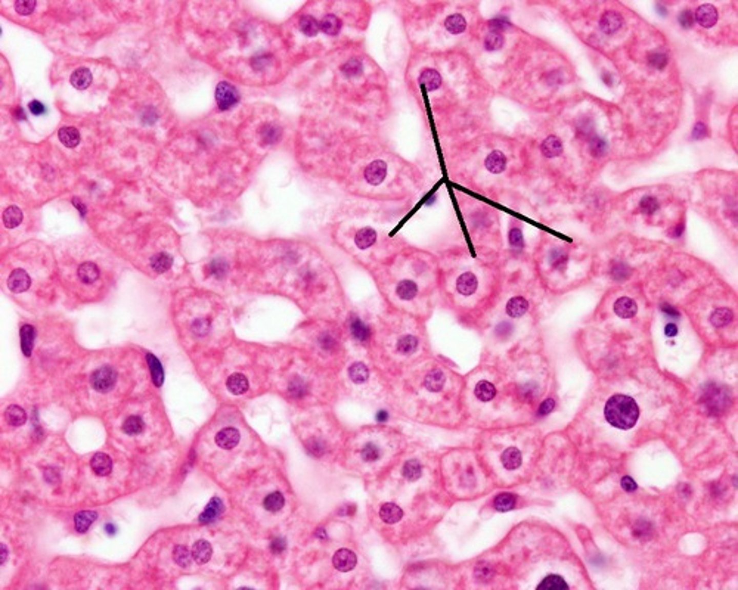<p>liver cells; produce bile, absorb and secrete nutrients like glucose, and secrete plasma proteins; cuboidal shape</p>