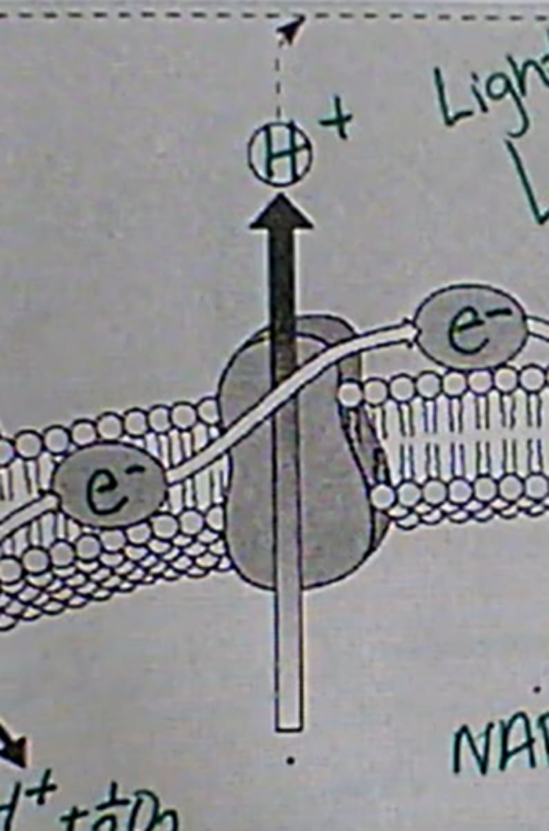 <p>The highly energized e- goes to the next transport protein, supplying the energy to pump another H+ ion through</p>