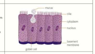 <p>- moving substances across the surface of a tissue. - has cilia which beat in a coordinated way to shift material&nbsp;<br>- goblet cells secrete mucus to trap dust, dirt etc</p>