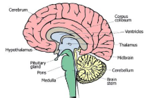 <p>One of the largest organs in the body</p><p>Functions include sensations, memory, emotions, decision making and behaviour</p>