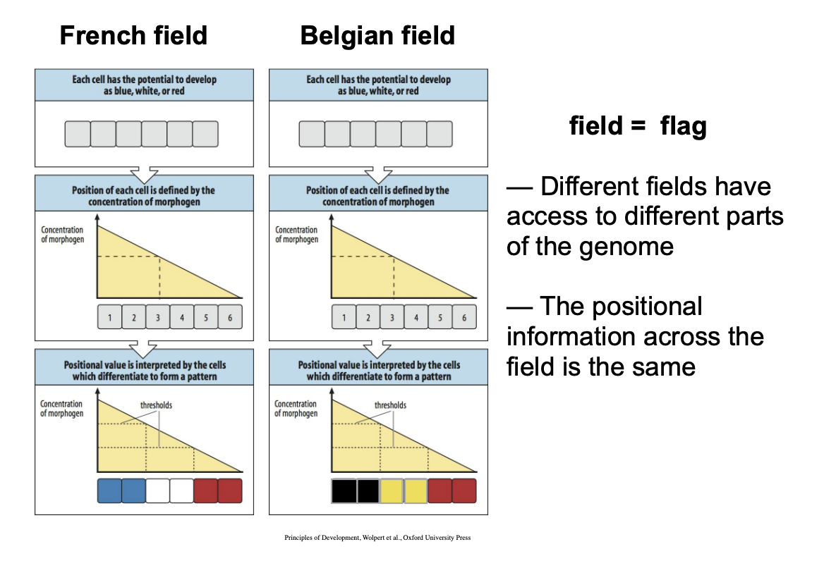 <ul><li><p>Different fields have access to different parts of the genome</p></li></ul><p>This is why→ in the diagram→ yess the positional information is the same→ so forms a flag of three colours in the same positions</p><p></p><p>BUT</p><ul><li><p>Because the fields are different in each, the have access to different parts of the genome</p></li><li><p>→ OVERALL: make different colours→ different flags!</p></li></ul><p></p>