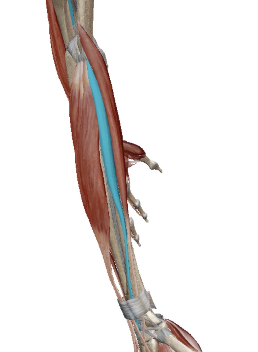 <p>Identify this muscle</p>