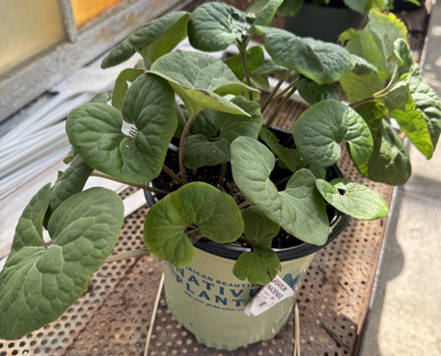 <p>What is the Latin name for this plant?</p>