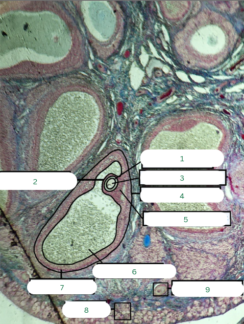 <p>What is the specimen in the photo?</p>