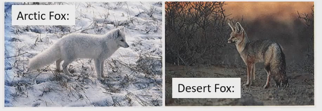 <ul><li><p>Arctic fox have shorter ears to minimize heat loss through ears</p></li><li><p>Desert fox have much longer ears to radiate more heat to get more cool</p></li></ul><p></p>