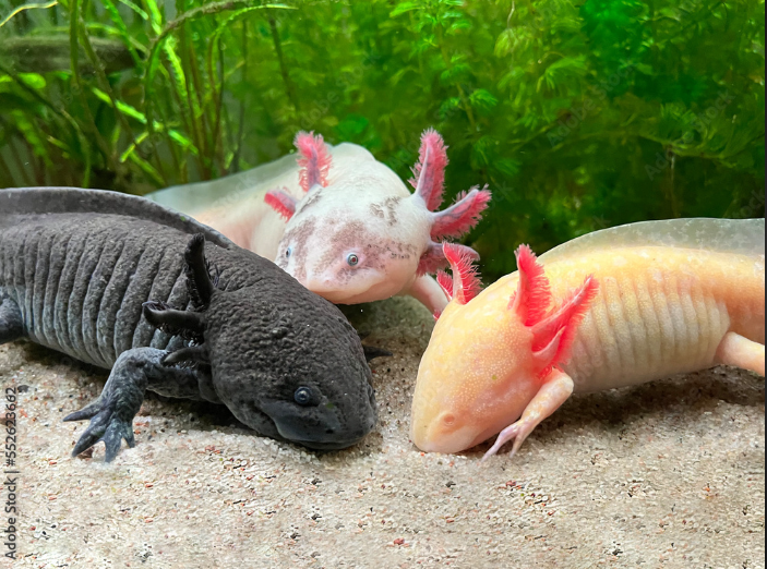 <p>Ambystoma mexicanum</p>