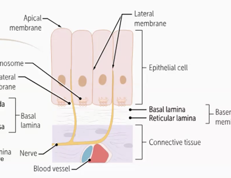 <p>From the bloodstream found in the underlying connective tissue.</p>