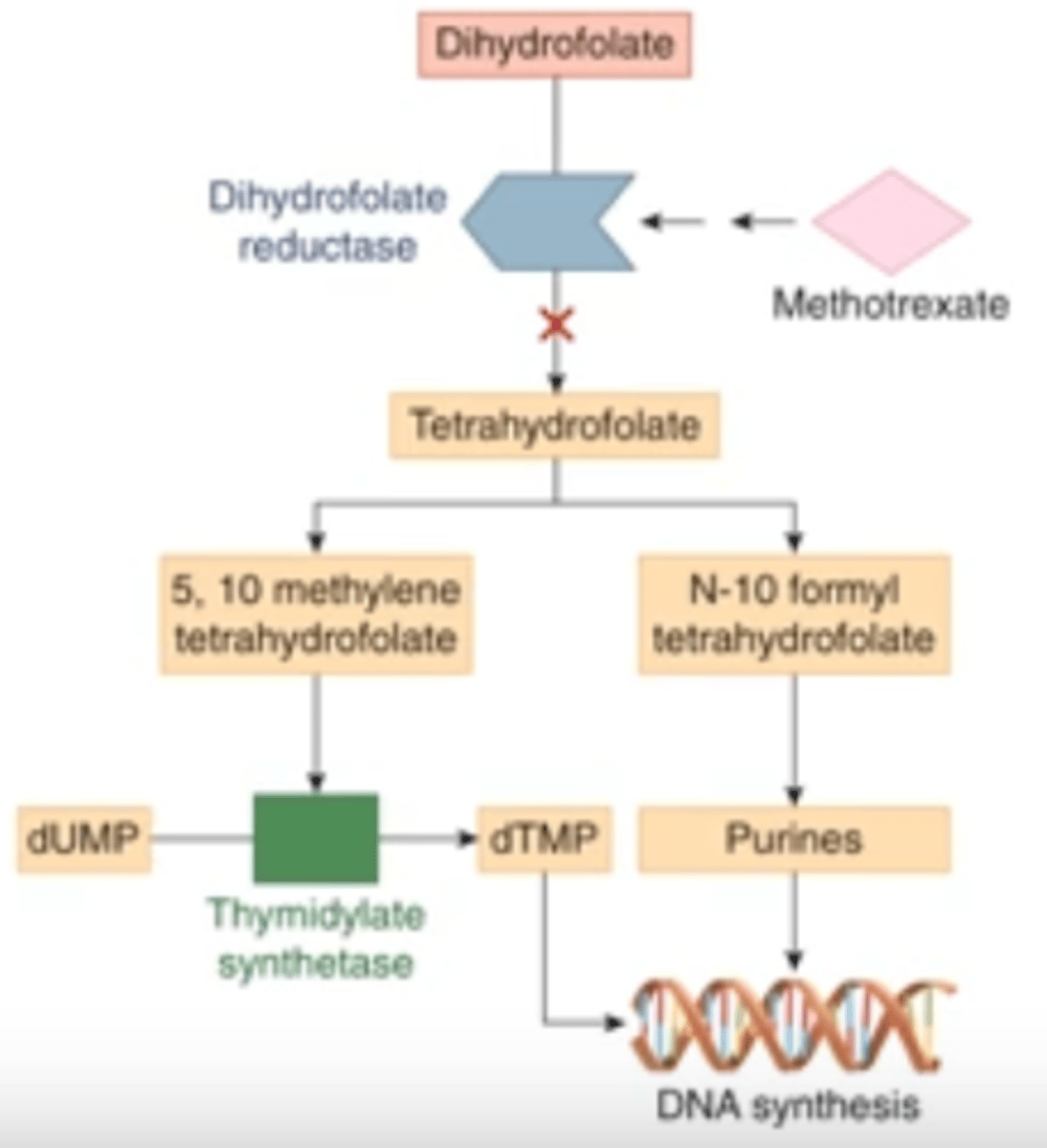 <p>competitive inhibition of DHFR, the enzyme for formation of THF from DHF</p>
