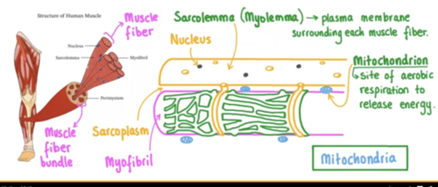 <p>produces energy</p>