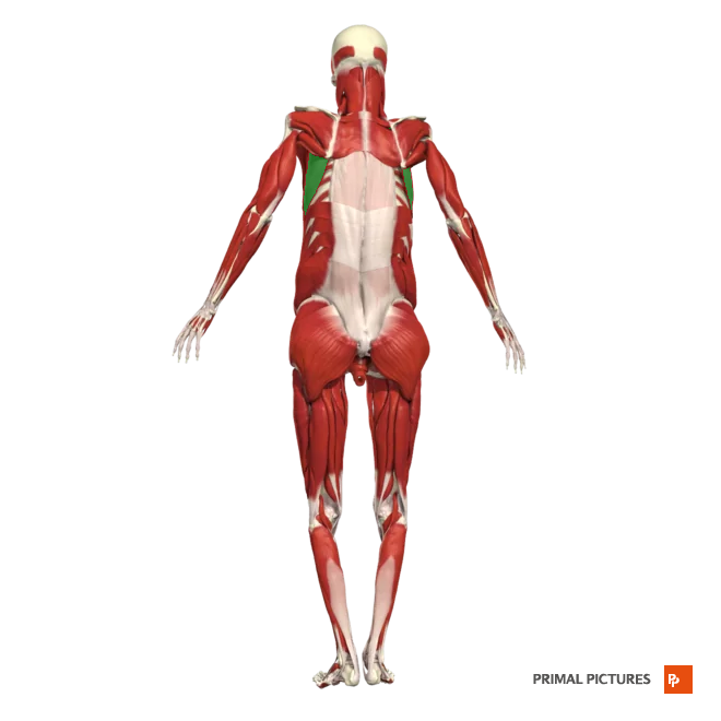 <p>abducts the scapula and rotates upwards (protraction)</p><p>Insertion:the anterior surface of the medial border of the scapula</p>