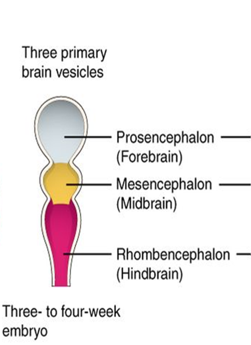 <p><strong>Prosencephalon (forebrain), Mesencephalon (midbrain), Rhombencephalon (hindbrain).</strong></p><p></p>