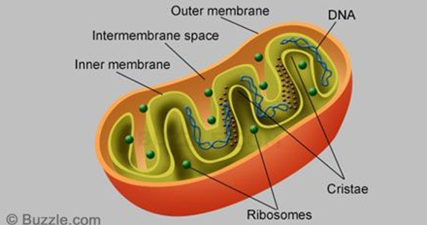 **MITOCHONDRIA**