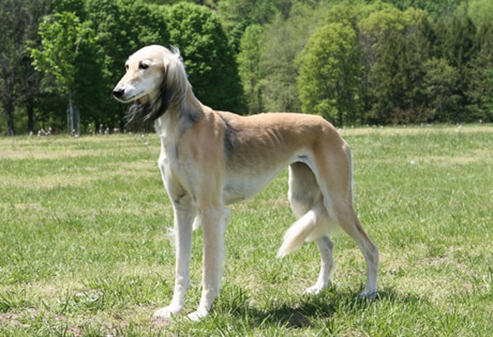 <p>- Hound group<br>- Medium to large (35-65 lbs)<br>- Short-haired all over OR with silky feathering on ears, tail, and legs</p>