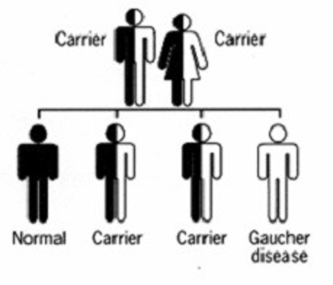 <p>individuals who have one copy of a recessive autosomal allele</p>