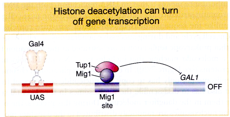 <ul><li><p>In the presence of galactose, the activator Gal4 is active (as galactose is bound)</p></li><li><p>However, in the presence of galactose and glucose, transcription of GAL1 is repressed regardless of the presence of the activator Gal4 bound to its enhancer.</p></li><li><p>Mig1 repressor is de-phosphorylated in the presence of glucose, binds between the enhancer and promoter and recruits Tup1 that has an HDAC activity. Histone tails becomes deacetylated in this region, which turns the gene transcription off</p></li></ul><p></p><ul><li><p>bc glucose is the superior energy source, so the cell only wants to express GAL1 when glucose is absent.&nbsp;</p></li></ul><p></p>