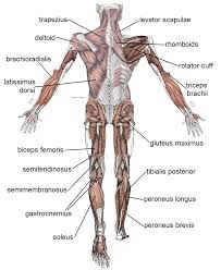 <p>the back or rear part of the body or an anatomical structure</p>