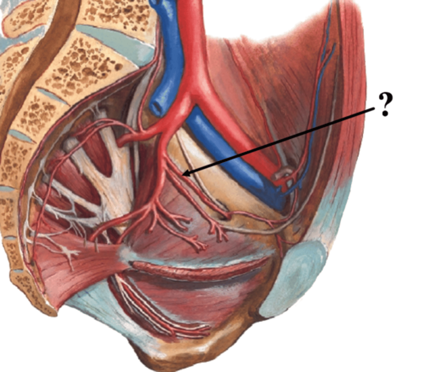 <p>What does the Obturator artery of the anterior division of the pelvis run on and between? </p>