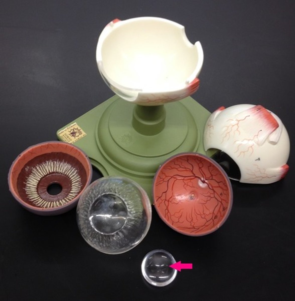 <p>Identify the clear structure.</p>