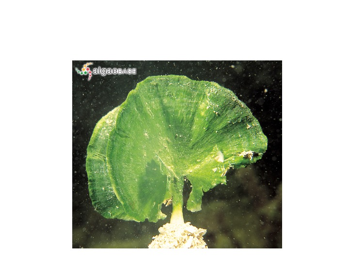 <p>What life cycle type does this genus possess?</p><p>Binary Fission</p><p>Gametic Meiosis</p><p>Sporic Meiosis</p><p>Zygotic Meiosis</p>