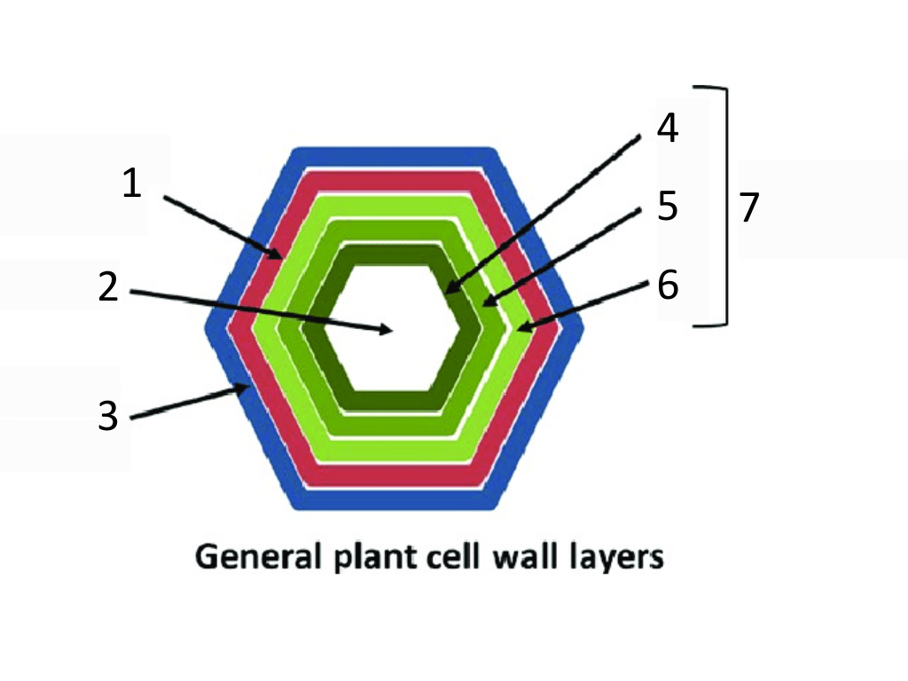 <p>7</p>