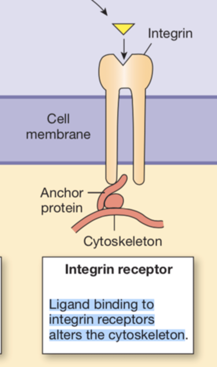 <p>they are transmembrane anchors</p>