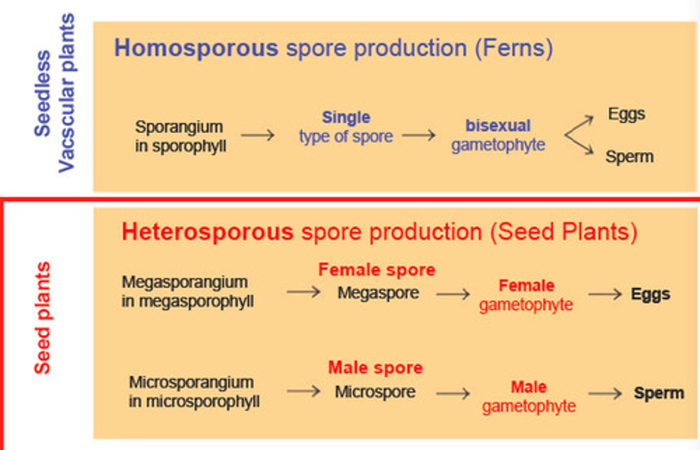 <p>producing two types of spores (megaspores and microspores), unisexual offspring</p>