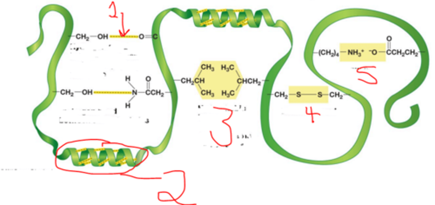 <p>A bond that holds together parts of a peptide chain in a helix, zig-zag sheet, or folded shape. A weaker bond. (#1 and #2 in picture.)</p>