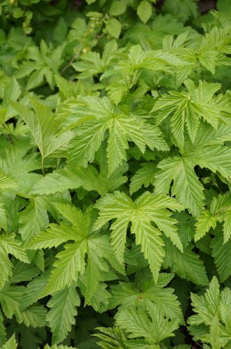 <p>pinnately compound serrated leaves, persisting leaves, sad looking, eaten by Japanese beetles</p>