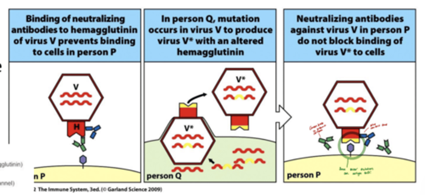 <p>-Pathogens can change their DNA,Antigenic drift = slow, continuous changes in antigen structure due to random mutations.Over time, the altered antigens are no longer well-recognized by pre-existing antibodies.</p><p>-Antigenic drift helps pathogens evade immunity by making small, gradual changes to their surface antigens — allowing them to “stay one step ahead” of the immune system.</p><p>in the picture notice how the pathogen mutates to have the yellow piece which prevents antibodies from neutralizing it</p><p>another example is how viruses can trasmit to other species, mutate, then come back to the original species and the host will not have the antibodies to defend itself.</p>