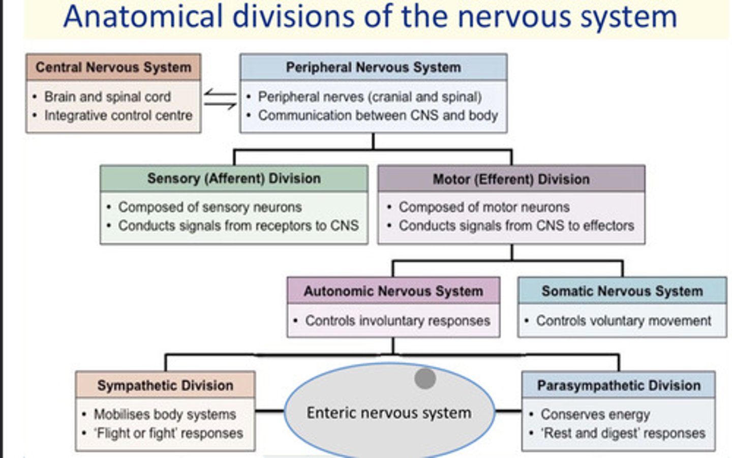 <p>The autonomic nervous system (ANS) is comprised of sympathetic and parasympathetic divisions</p>